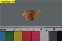 藏品(短指和尚蟹)的圖片